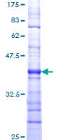 Human SMG1 / ATX Protein (Recombinant GST, N-terminus)