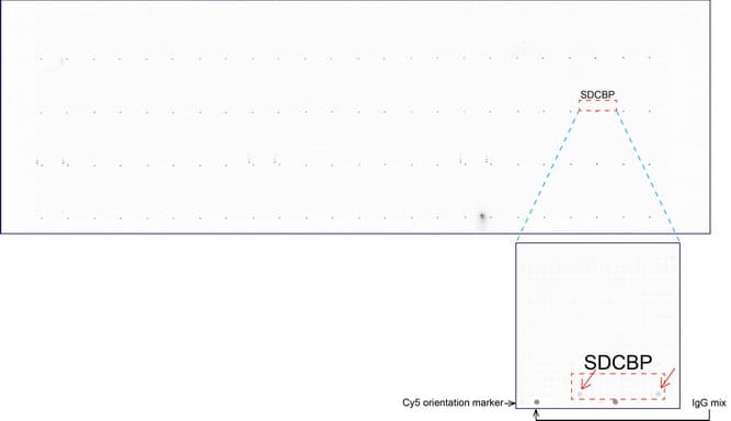 SDCBP / Syntenin Antibody (clone UMAB69)