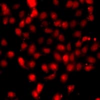 HIST3H3 Antibody