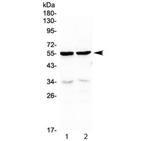 Polyclonal Rabbit anti-Mouse PTP1B Antibody (WB)
