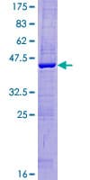 Human FUNDC1 Protein (Recombinant GST)