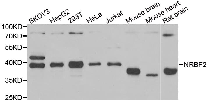 NRBF2 Antibody