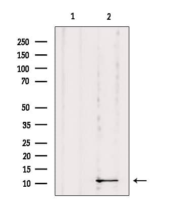 DYNLRB1 Antibody