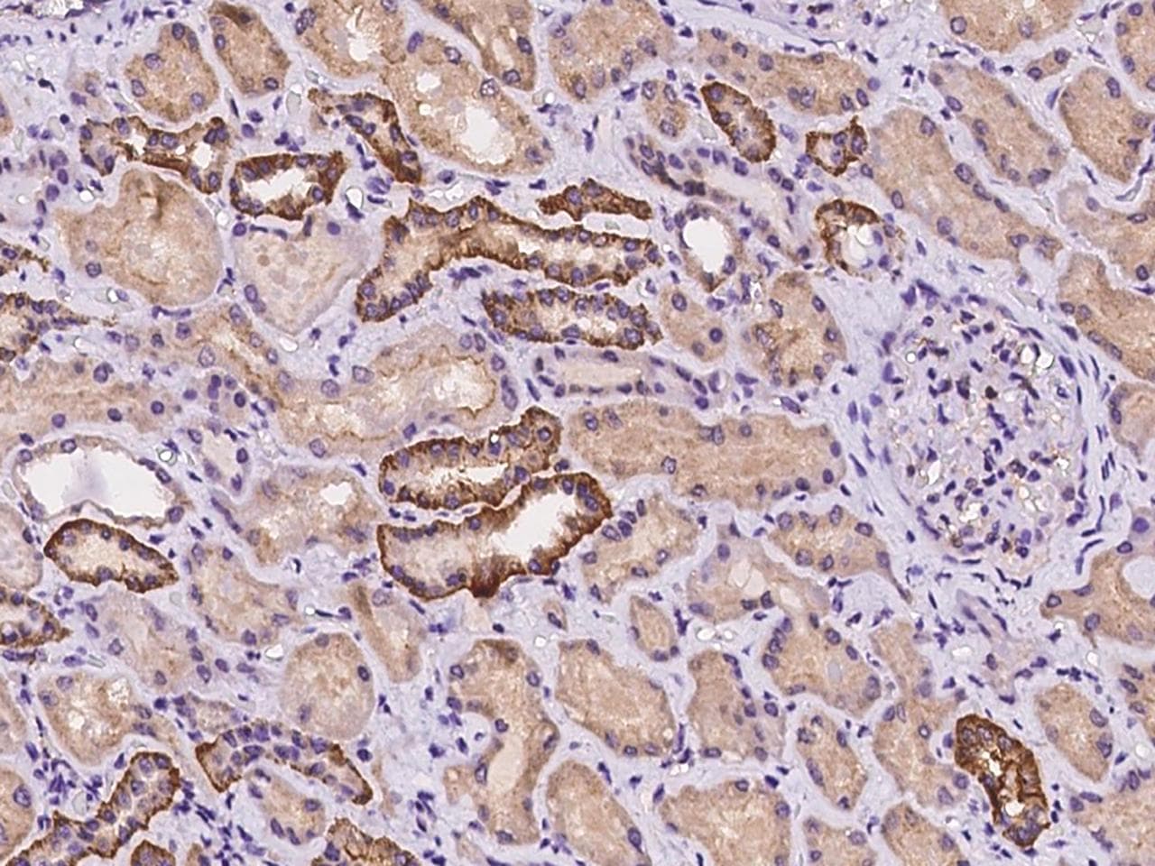 LNX2 Antibody