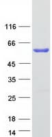 Human STAMBP / AMSH Protein (Recombinant Myc-DDK (Flag))