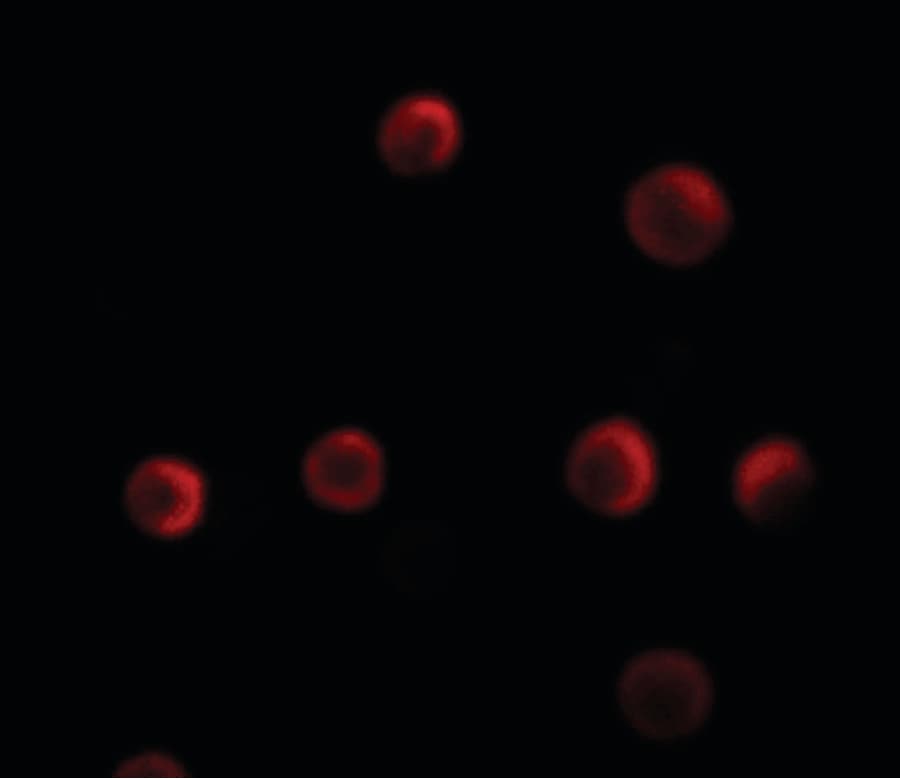 IHC-plus™ Polyclonal Rabbit anti-Human YPEL2 Antibody (IHC, IF, WB)