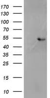 SH2D2A Antibody (clone OTI4F3)