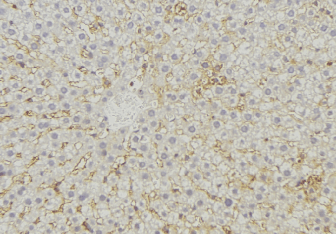 MRPL44 Antibody