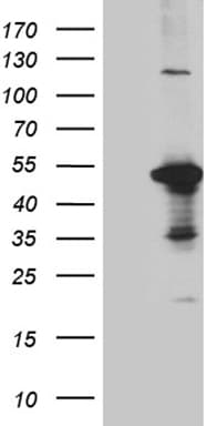 DUSP5 Antibody (aa125-384, clone OTI1G2, Carrier-free)