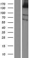 PLEKHG1 Protein (Over-Expression Lysate Myc-DDK (Flag))