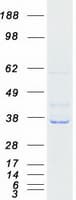 Human AD037 / RASSF4 Protein (Recombinant Myc-DDK (Flag))