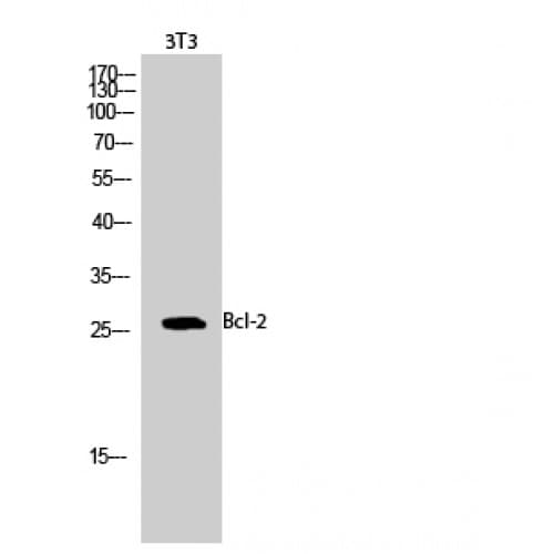BCL2 / Bcl-2 Antibody (20-100 aa)