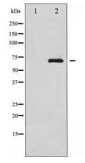Polyclonal Rabbit anti-Human RELB Antibody (WB)