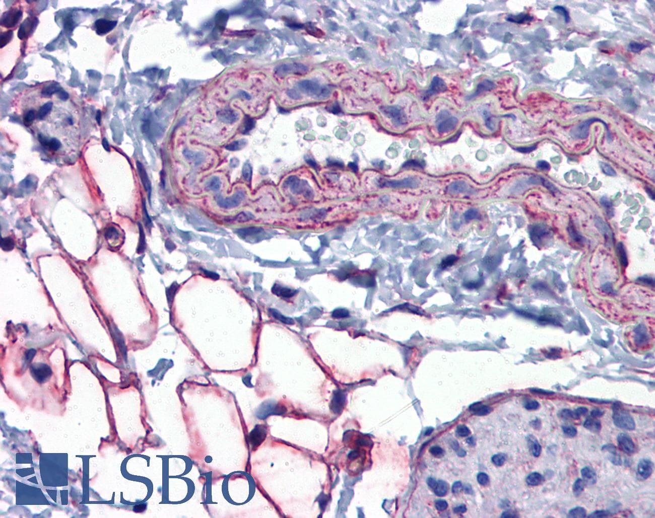 Polyclonal Rabbit anti-Mouse PTRF / CAVIN Antibody (aa177-226, IHC, WB)
