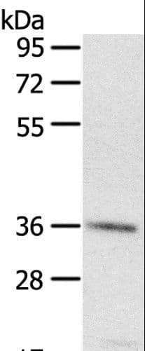 PDLIM4 / RIL Antibody