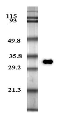 IHC-plus™ Adiponectin Antibody (clone HADI 773)