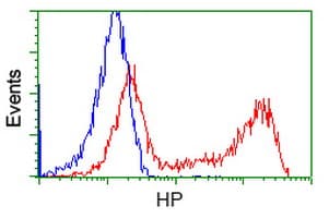 HP / Haptoglobin Antibody (clone OTI4C2)