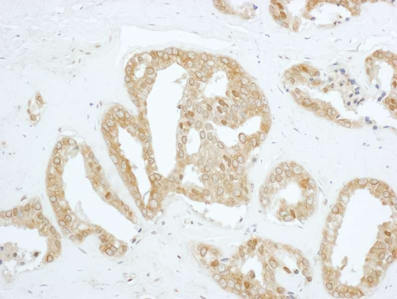 PBK / TOPK Antibody (aa200-250)