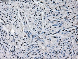 GLUL / Glutamine Synthetase Antibody (clone OTI1F4)