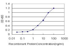 CLDN5 / Claudin 5 Antibody (clone 3D8)