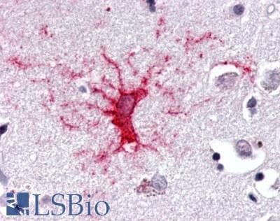PathPlus™ NR1D1 Antibody (Internal)