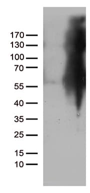 IKBKG / NEMO / IKK Gamma Antibody (clone OTI3C3, Carrier-free)