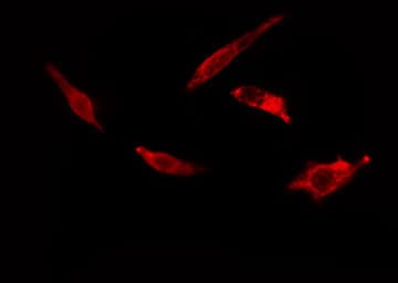 EF1G / EEF1G Antibody