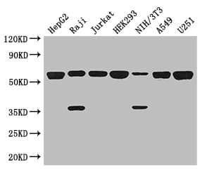 KPNA2 / Importin Alpha 1 Antibody
