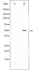 AML1 / RUNX1 Antibody