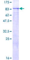 Human WDTC1 Protein (Recombinant GST)