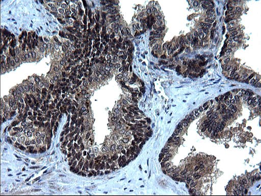 Monoclonal Mouse anti-Human IRF5 Antibody (clone OTI1G7, IHC, WB)