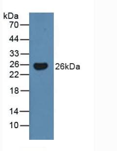 BMF Antibody (aa1-181)