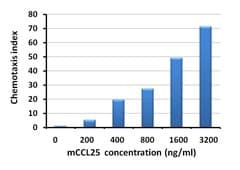 Mouse CCL25 / TECK Protein (Recombinant)