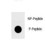 YAP / YAP1 Antibody (phospho-Ser127)