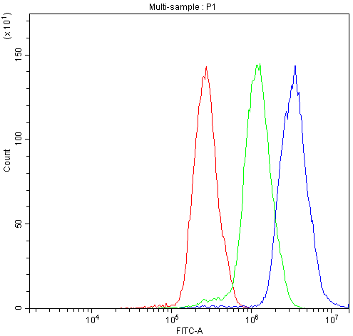 Polyclonal Rabbit anti-Human NFATC4 / NFAT3 Antibody (IHC, WB)
