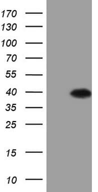 ASB8 Antibody (clone OTI7D2, Carrier-free)