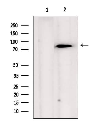 Polyclonal Rabbit anti-Human TRAP1 / HSP75 Antibody (IHC, IF, WB)