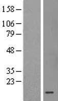 MRPS36 Protein (Over-Expression Lysate Myc-DDK (Flag))