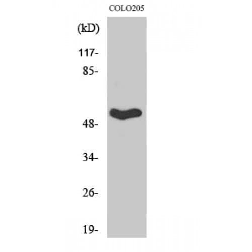 SEPT1 / Septin 1 Antibody (150-230 aa, Internal)