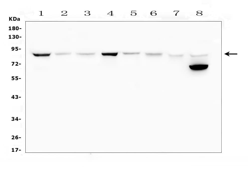 Mitofusin 2 / MFN2 Antibody (aa601-757)