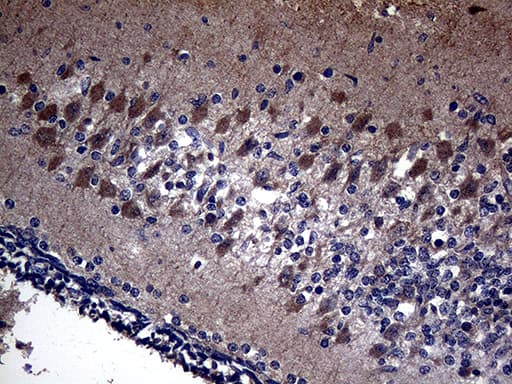 Monoclonal Mouse anti-Human ANOS1 / Anosmin Antibody (clone OTI5E10, Carrier-free, aa129-373, IHC)