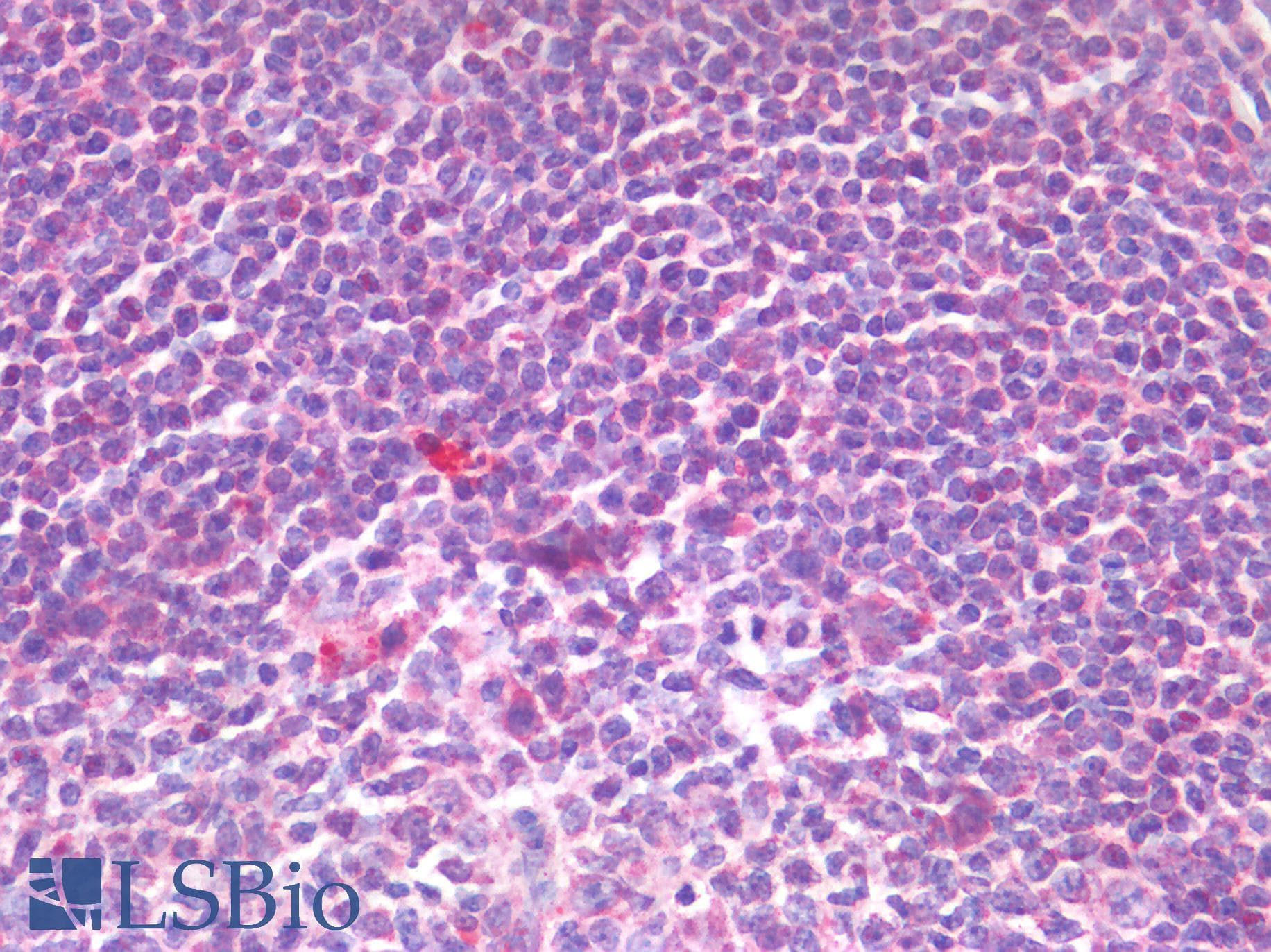 IHC-plus™ IL-33 Antibody