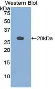 CTSS / Cathepsin S Antibody (aa115-331, Biotin)