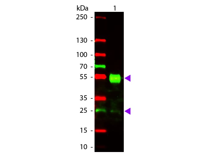 Goat Anti-Mouse IgG Secondary Antibody (TR)