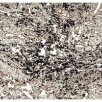 IHC-plus™ BECN2 Antibody