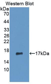 MMP3 Antibody (Biotin)