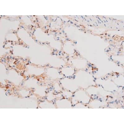 FOXO4 / AFX1 Antibody (phospho-Ser197)