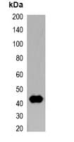 T7 Tag Antibody