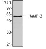 Monoclonal Mouse anti-Human MMP3 Antibody (clone F36P1B4, WB)