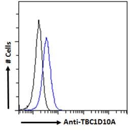 IHC-plus™ TBC1D10A Antibody (aa2-14)